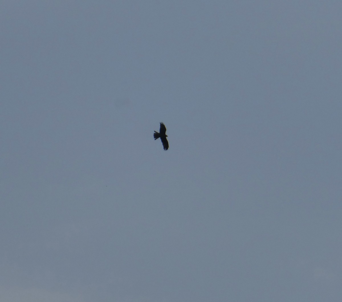 Black Kite - ML635347411