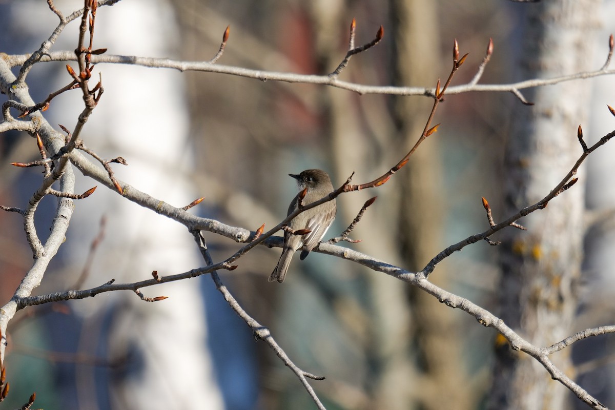Eastern Phoebe - ML635347412