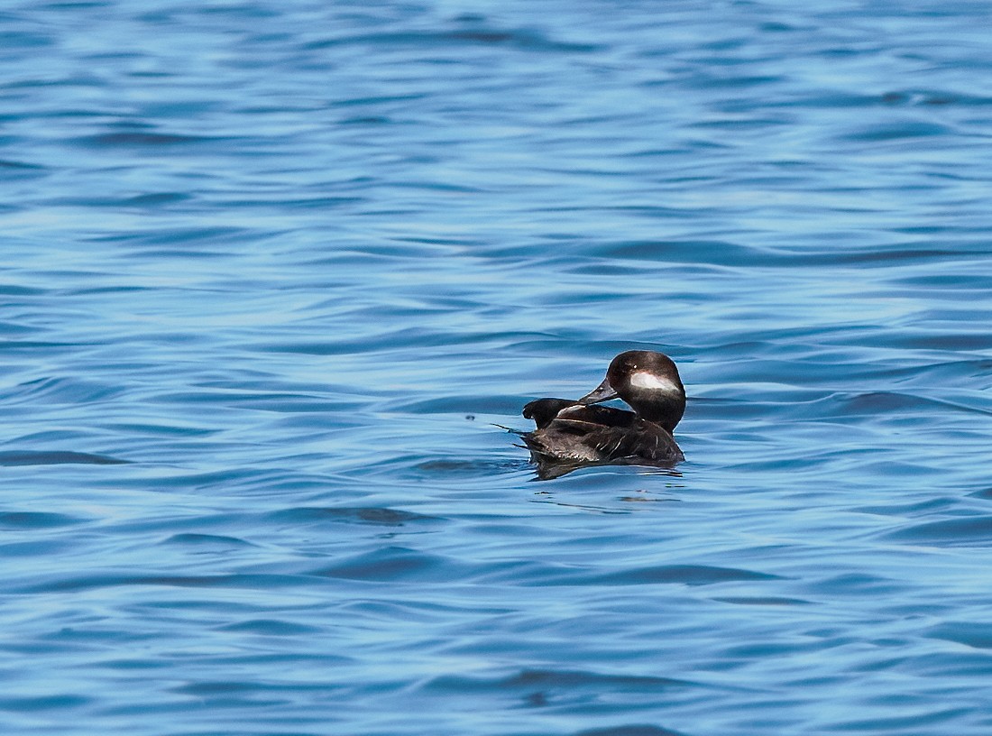 Bufflehead - ML635347427