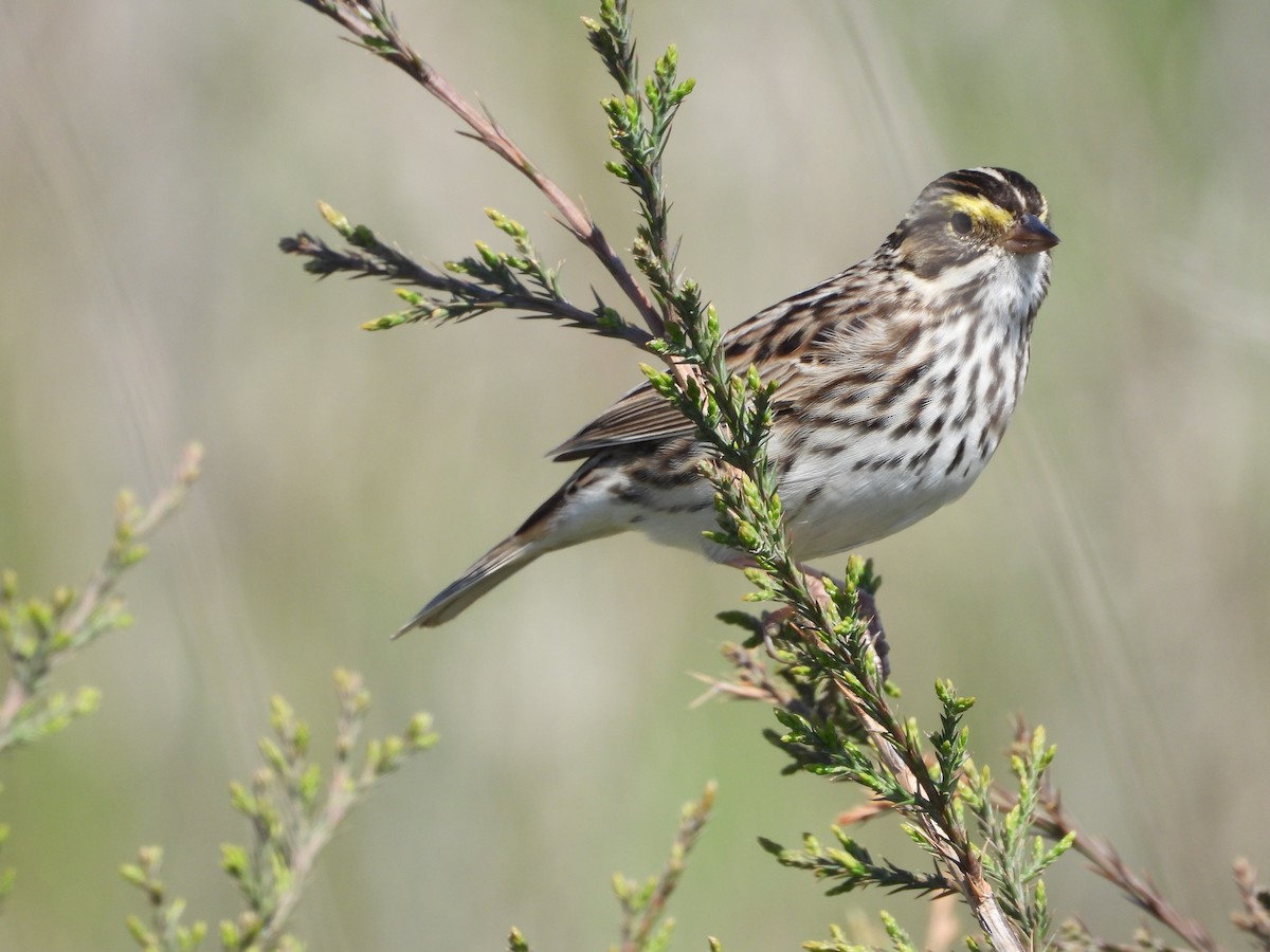 Savannah Sparrow - ML635347448