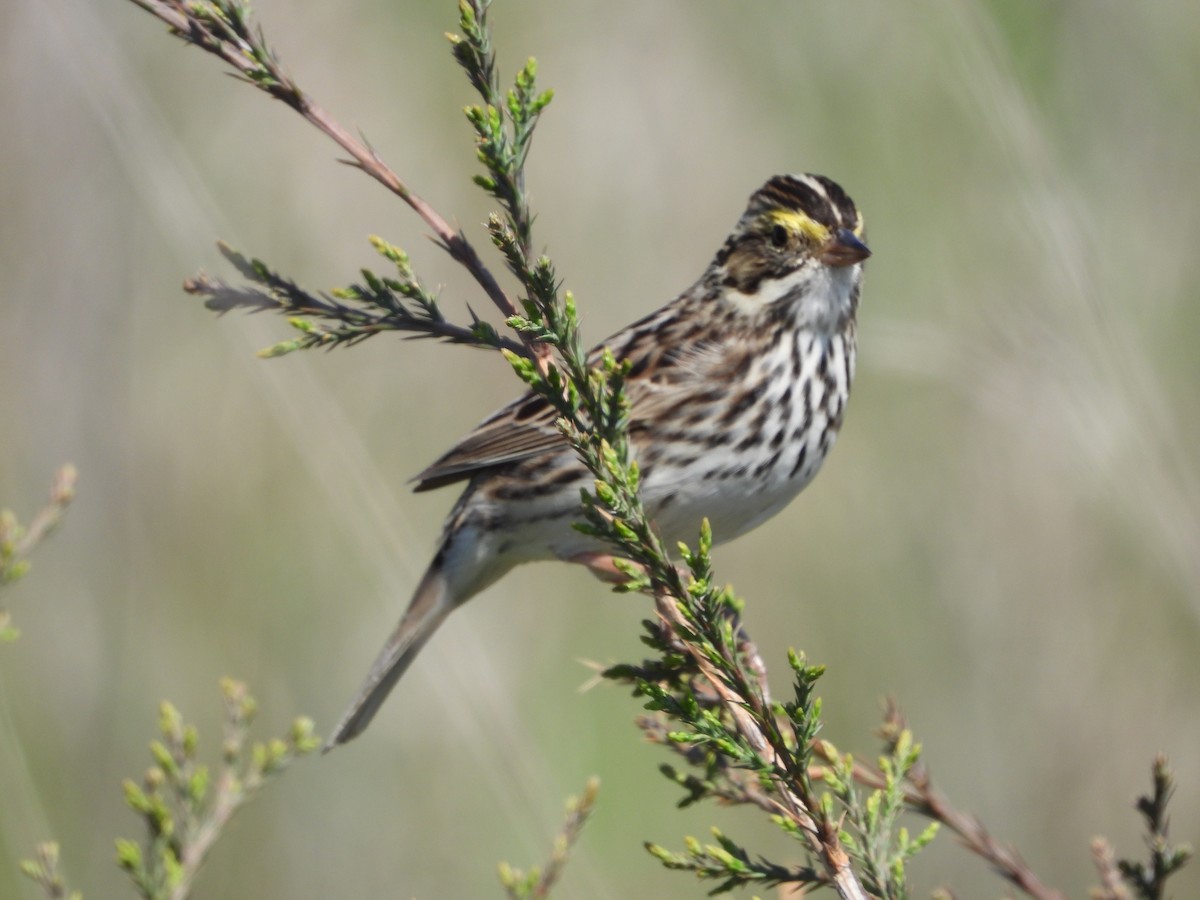 Savannah Sparrow - ML635347449