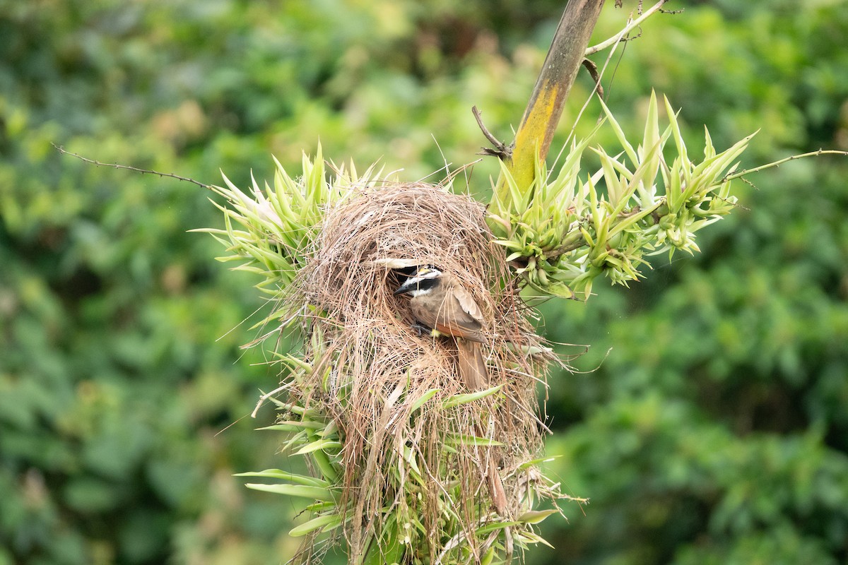 Great Kiskadee - ML635347460
