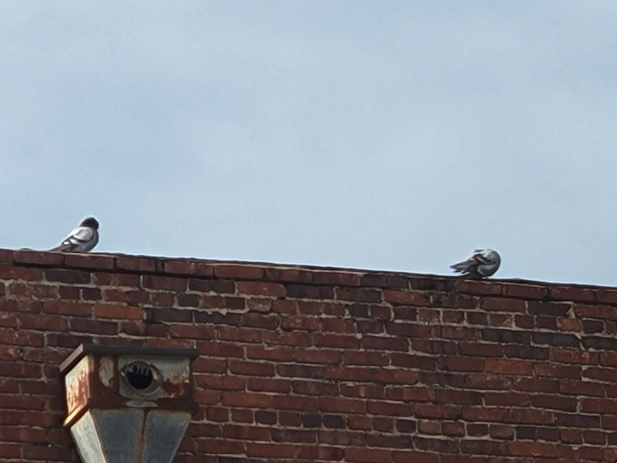 Rock Pigeon (Feral Pigeon) - ML635347471