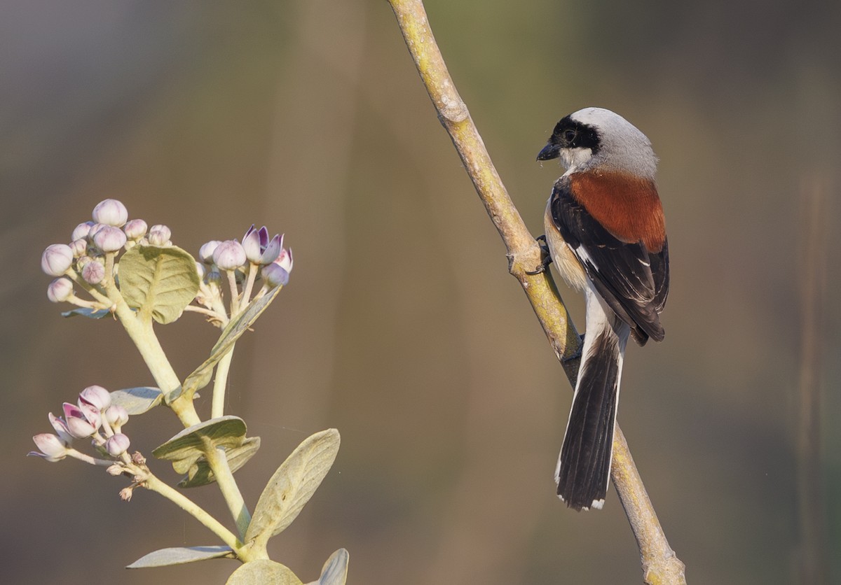 Bay-backed Shrike - ML635347496