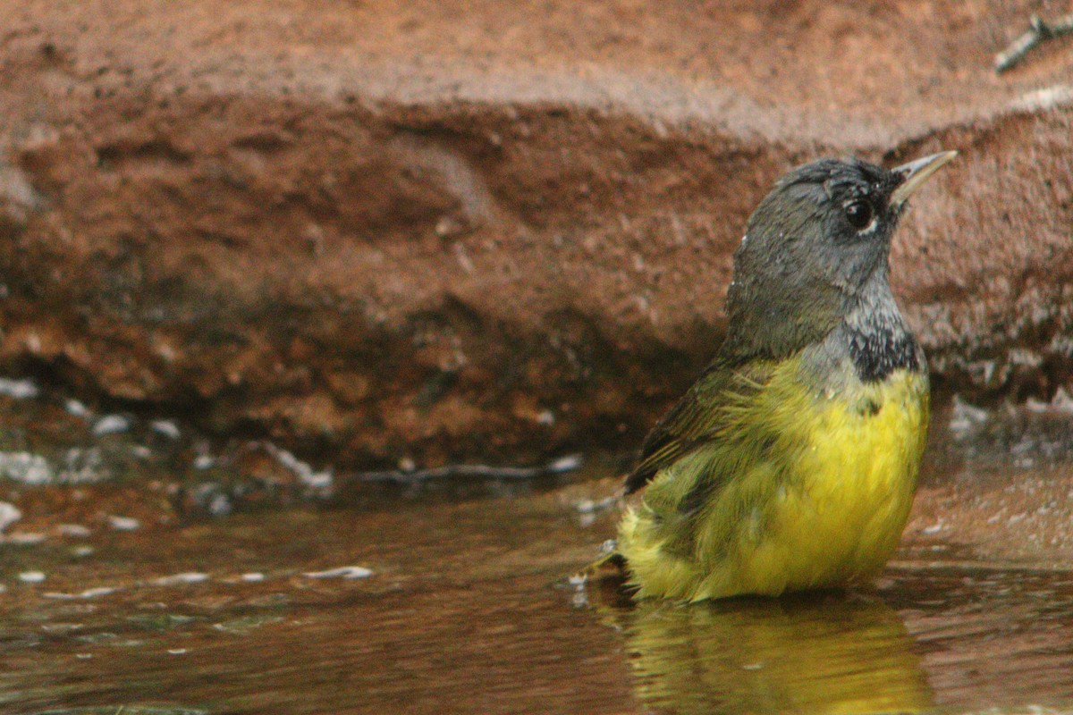 MacGillivray's Warbler - ML635347498