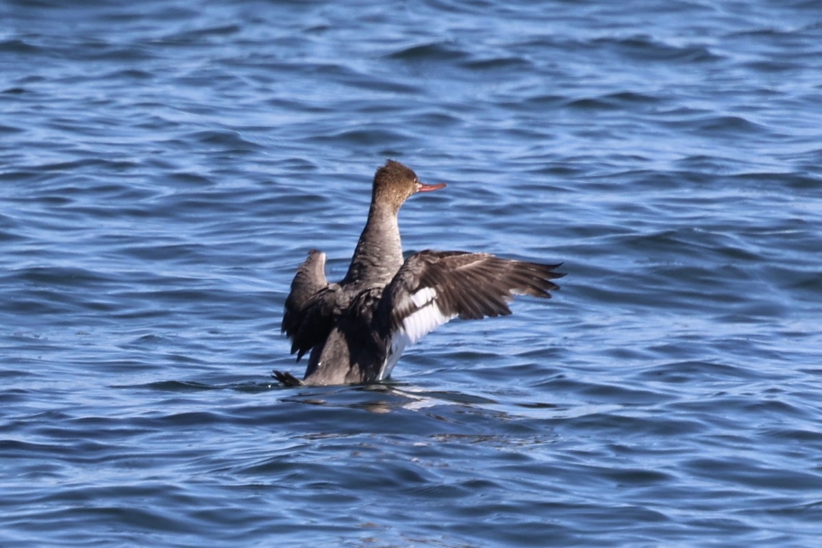 Red-breasted Merganser - ML635347540