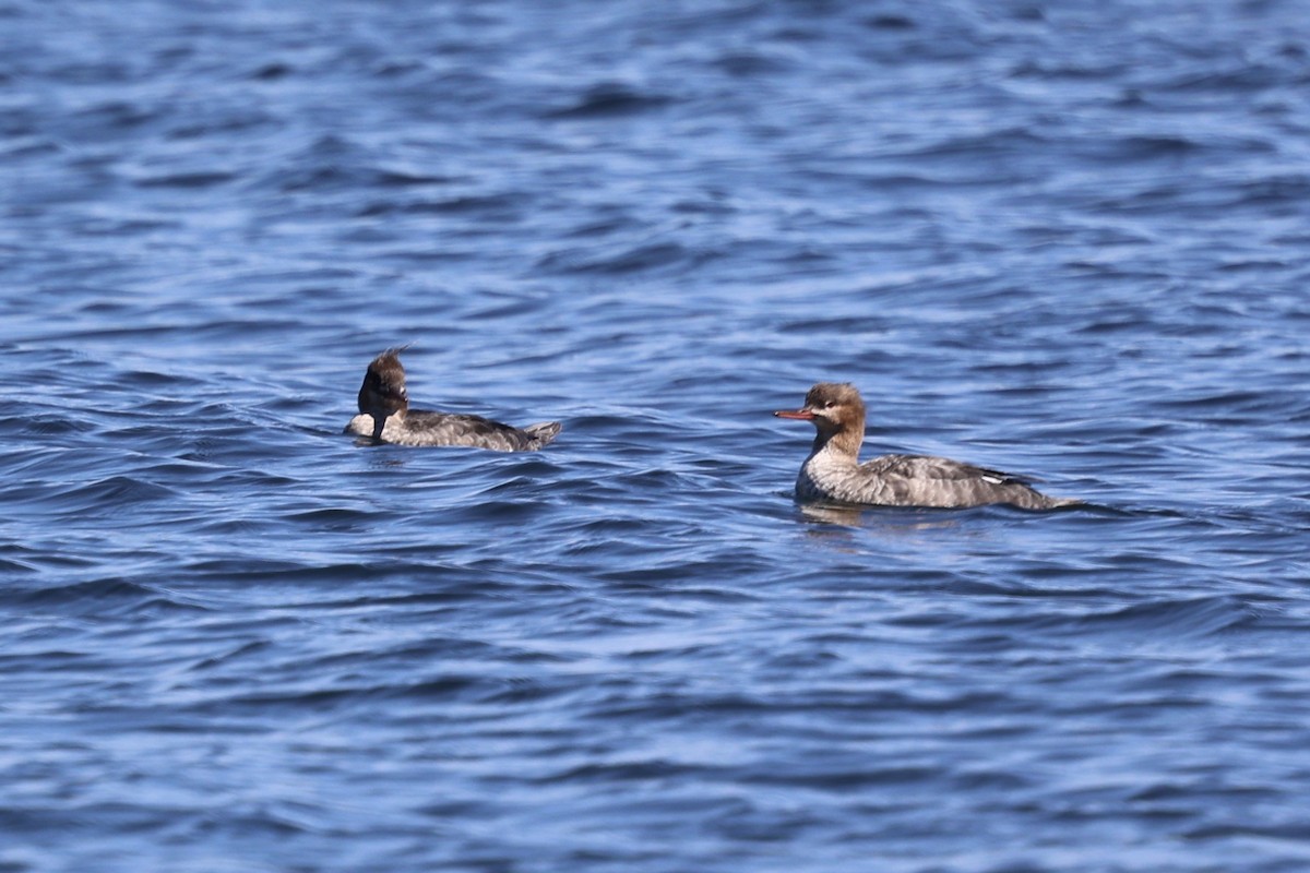 Red-breasted Merganser - ML635347542