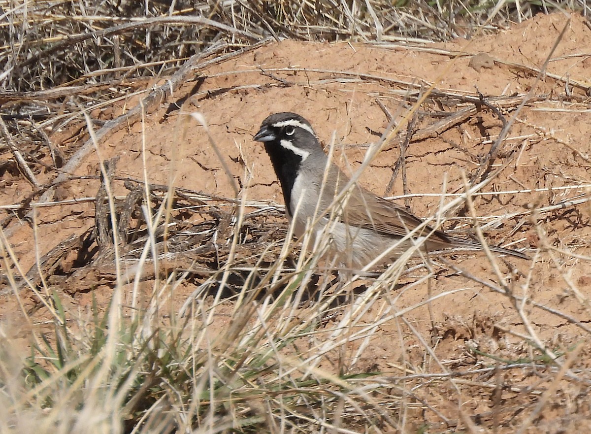 Black-throated Sparrow - ML635347572