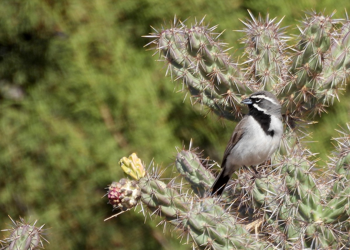 Black-throated Sparrow - ML635347595