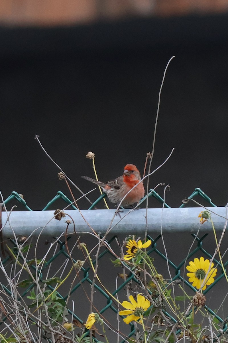 House Finch - ML635347606