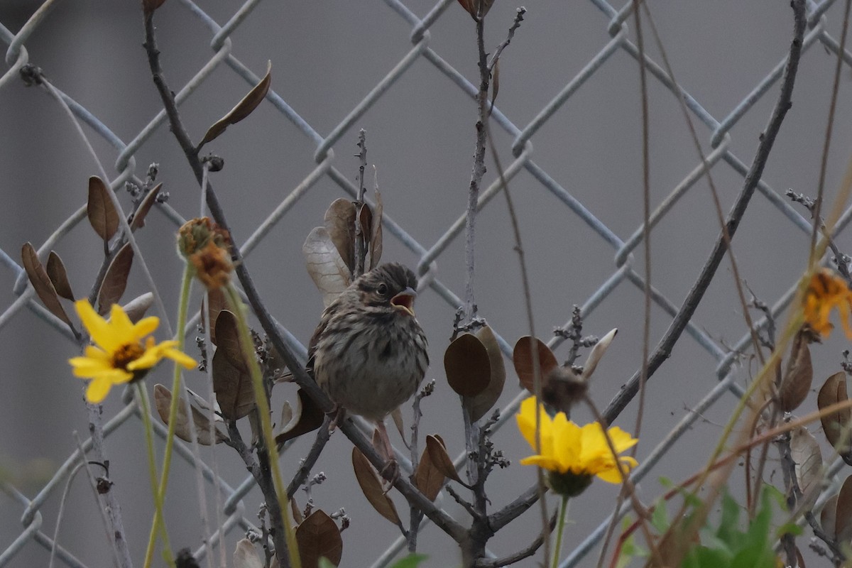 Song Sparrow - ML635347614