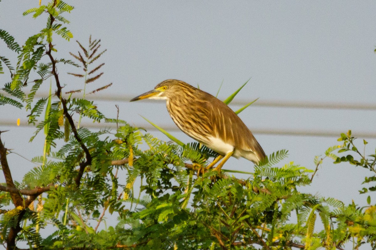 Indian Pond-Heron - ML635347641