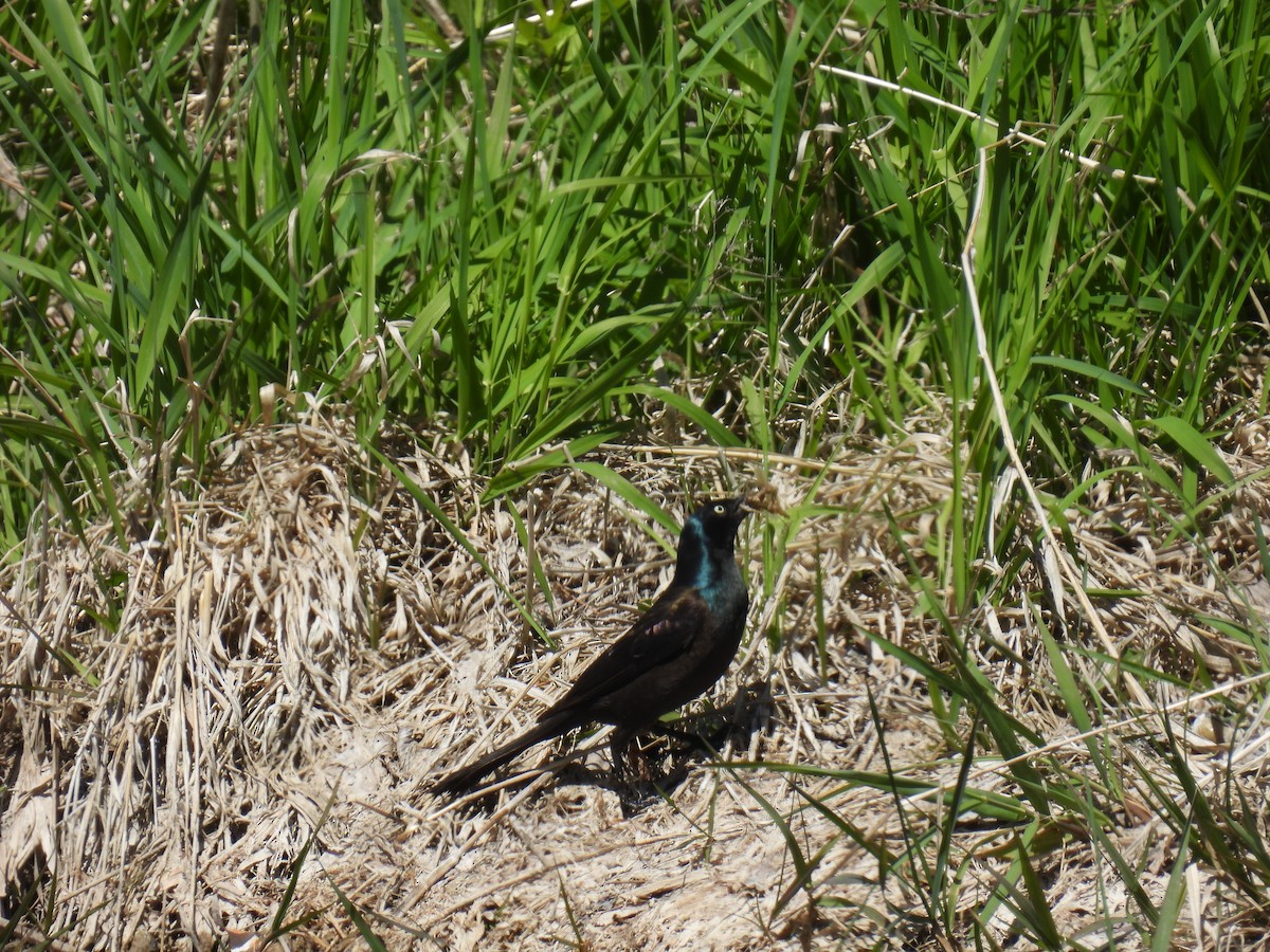 Mor Kiskal (versicolor) - ML635347710