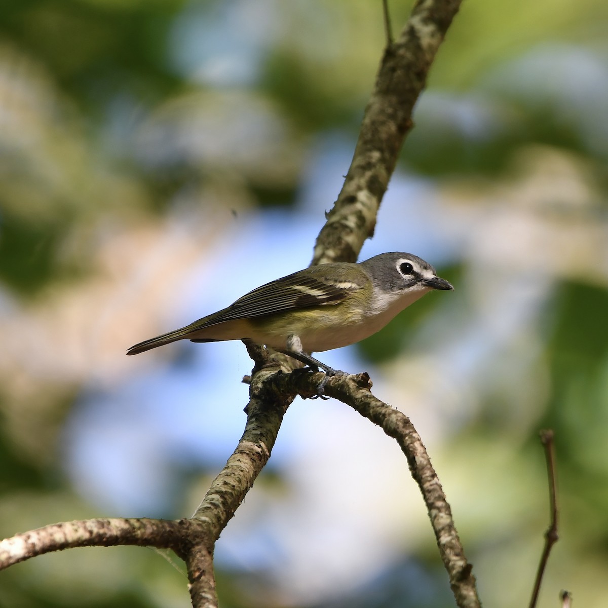 Blue-headed Vireo - ML635347740