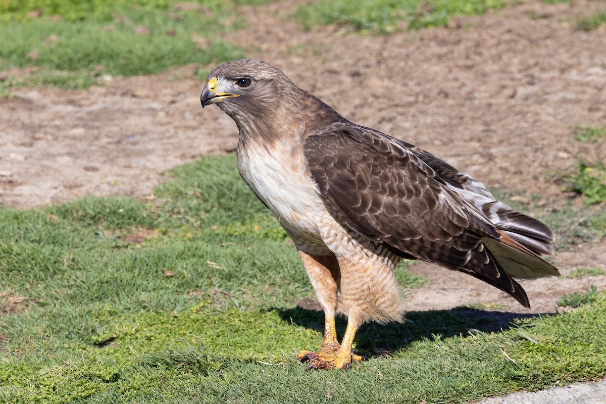 Red-tailed Hawk - ML635347757