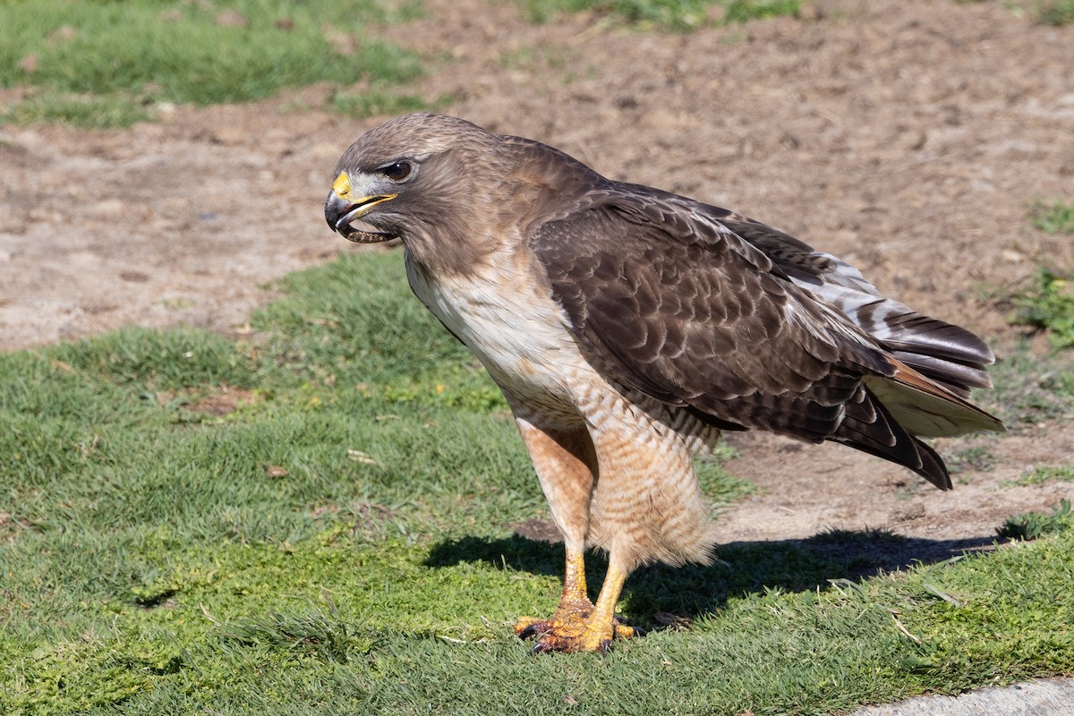 Red-tailed Hawk - ML635347765
