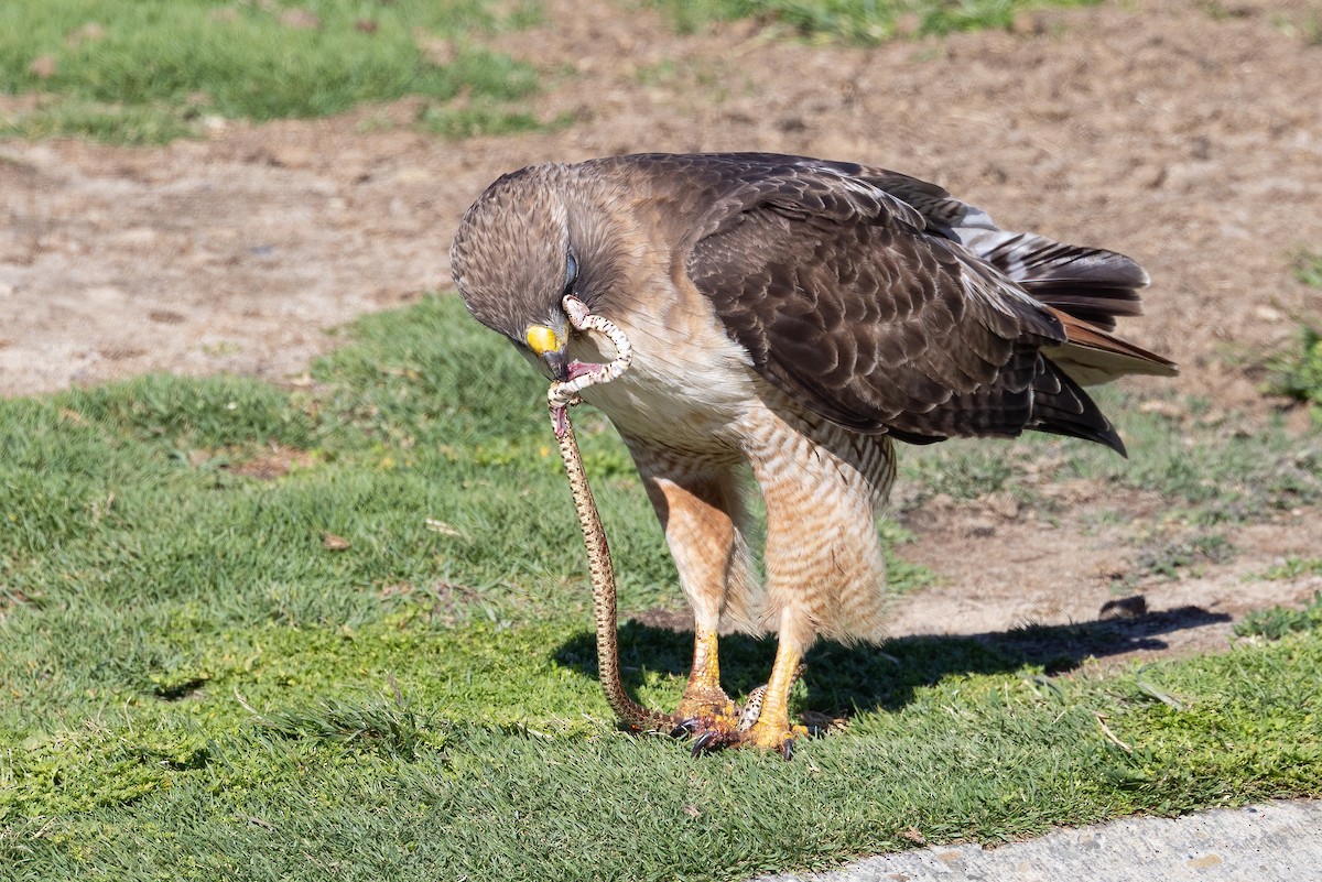 Red-tailed Hawk - ML635347766