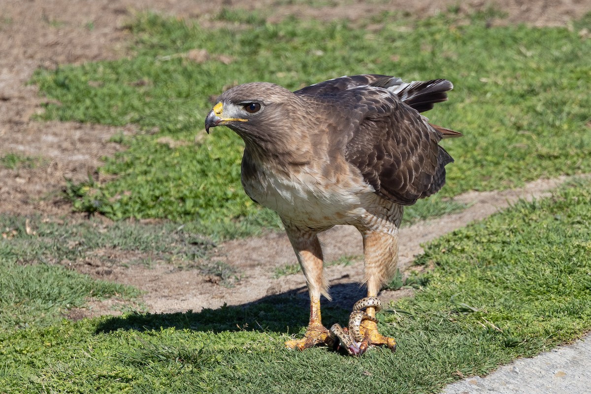 Red-tailed Hawk - ML635347767