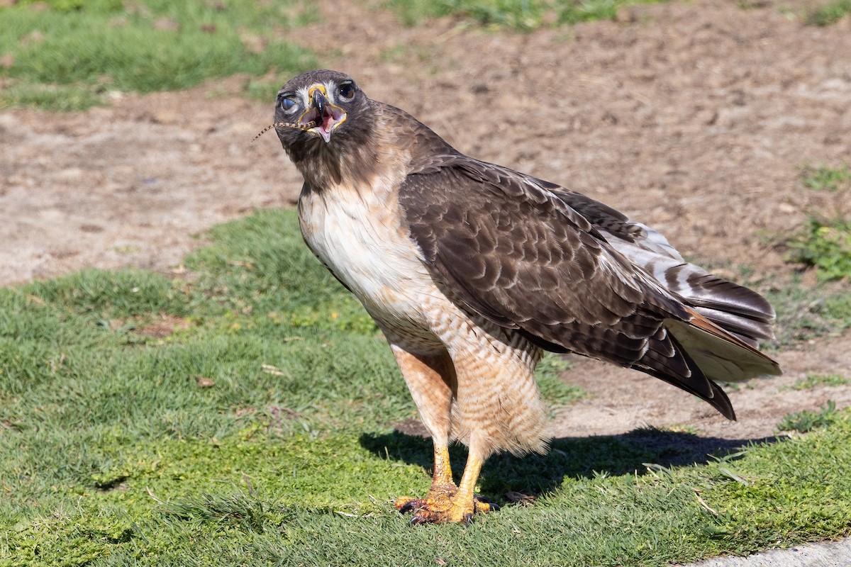 Red-tailed Hawk - ML635347769
