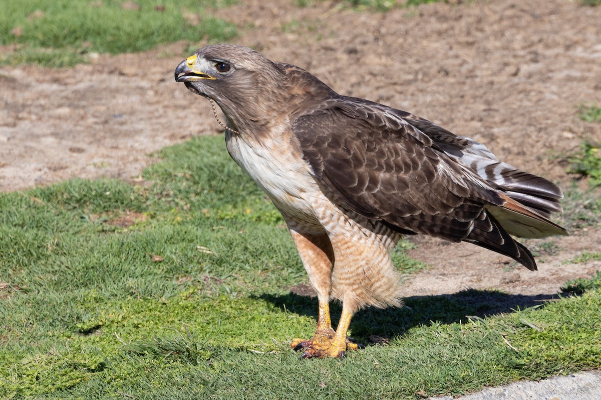Red-tailed Hawk - ML635347770