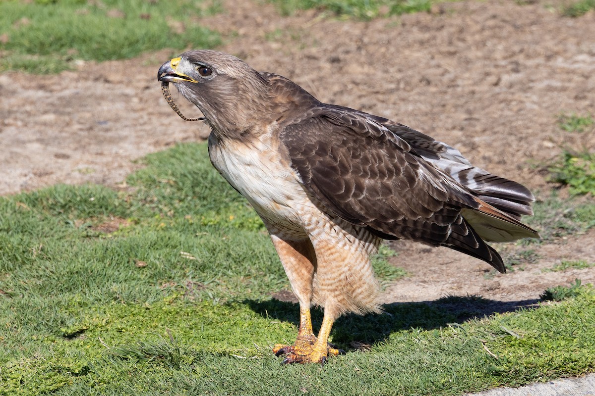 Red-tailed Hawk - ML635347772