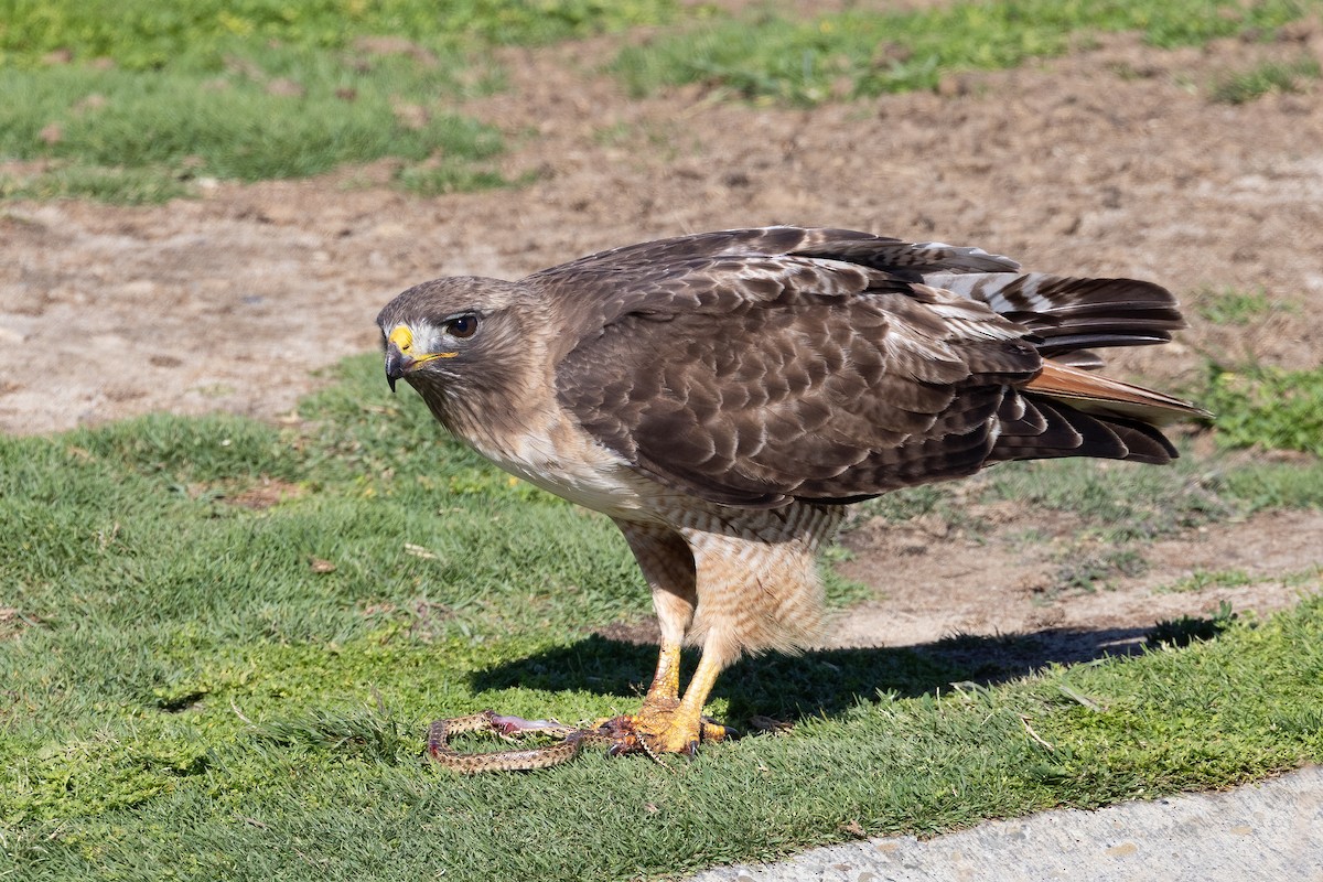 Red-tailed Hawk - ML635347773