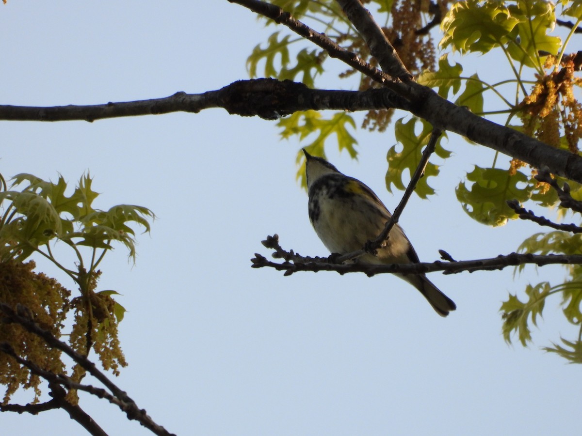 myrteparula - ML635347775