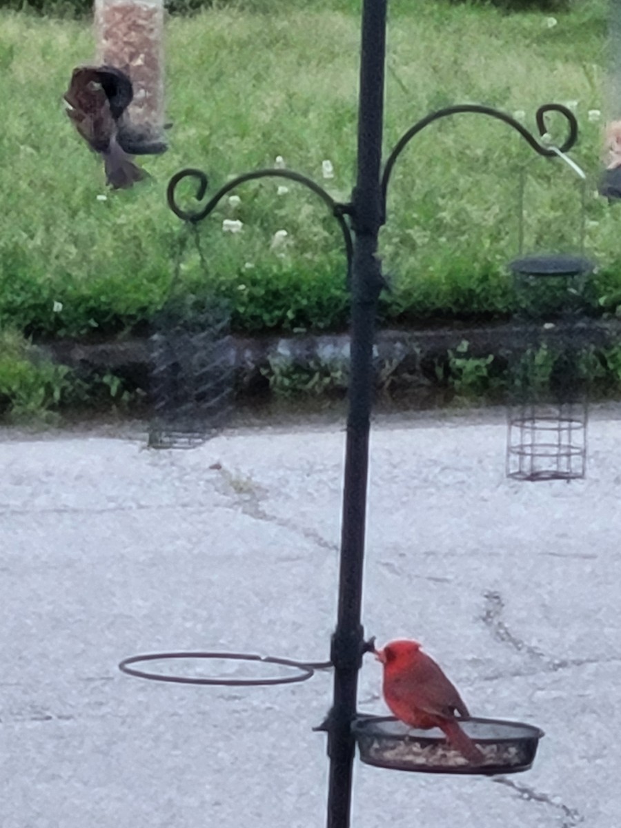 Northern Cardinal - ML635347778