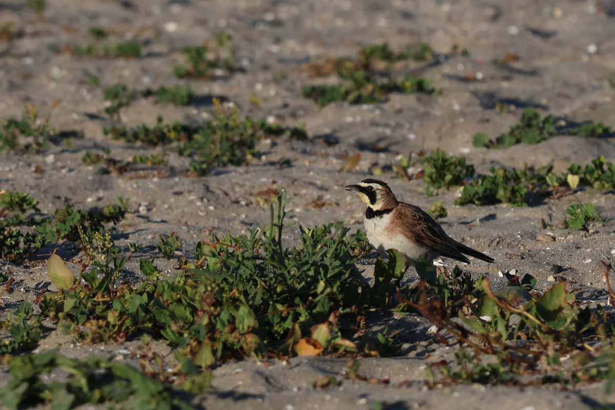 Horned Lark - ML635347779