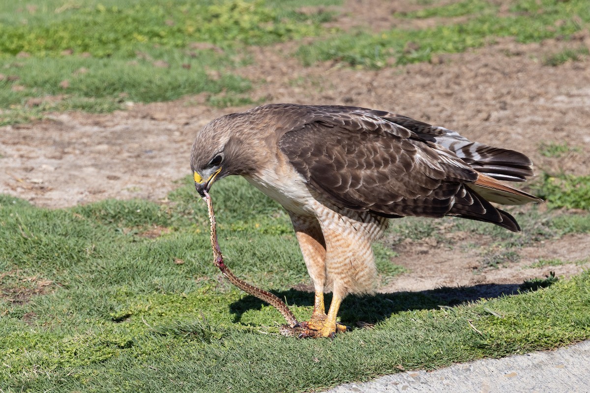 Red-tailed Hawk - ML635347780