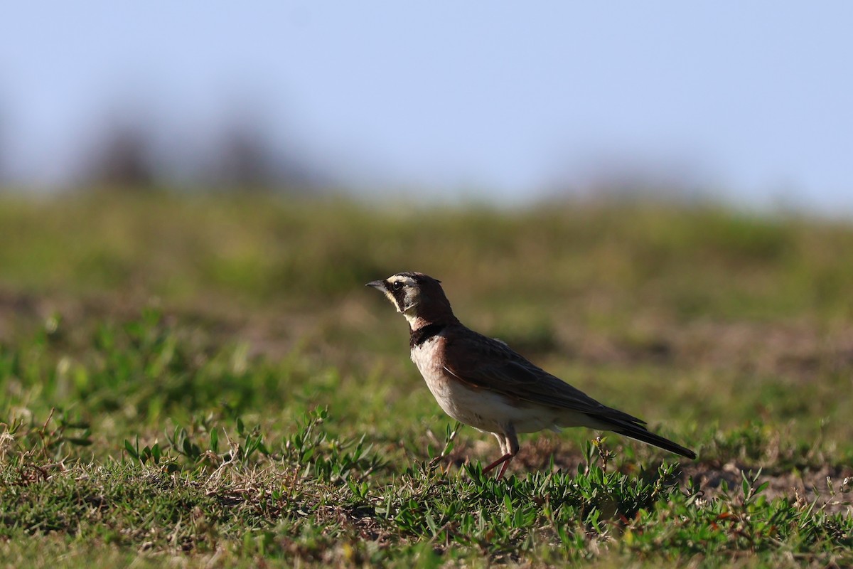 Horned Lark - ML635347781