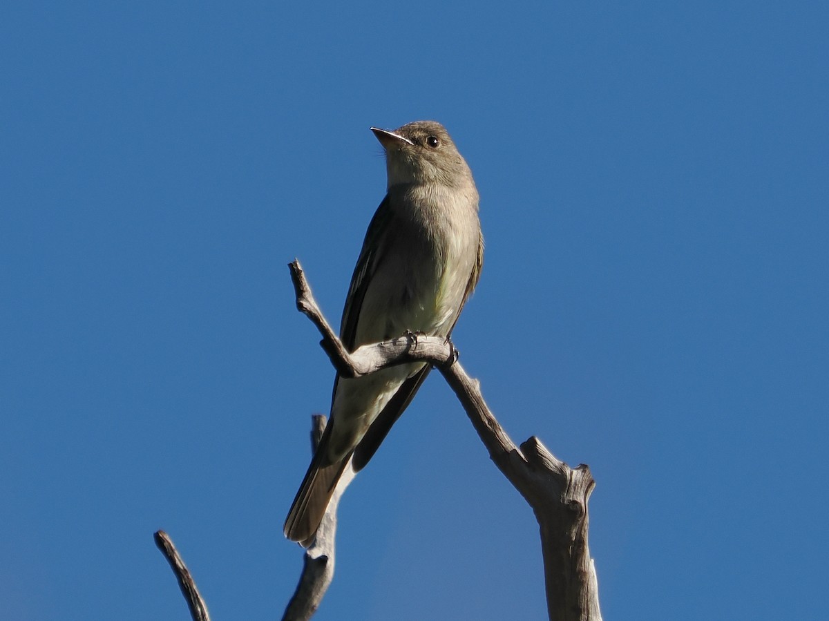 Western Wood-Pewee - ML635347852