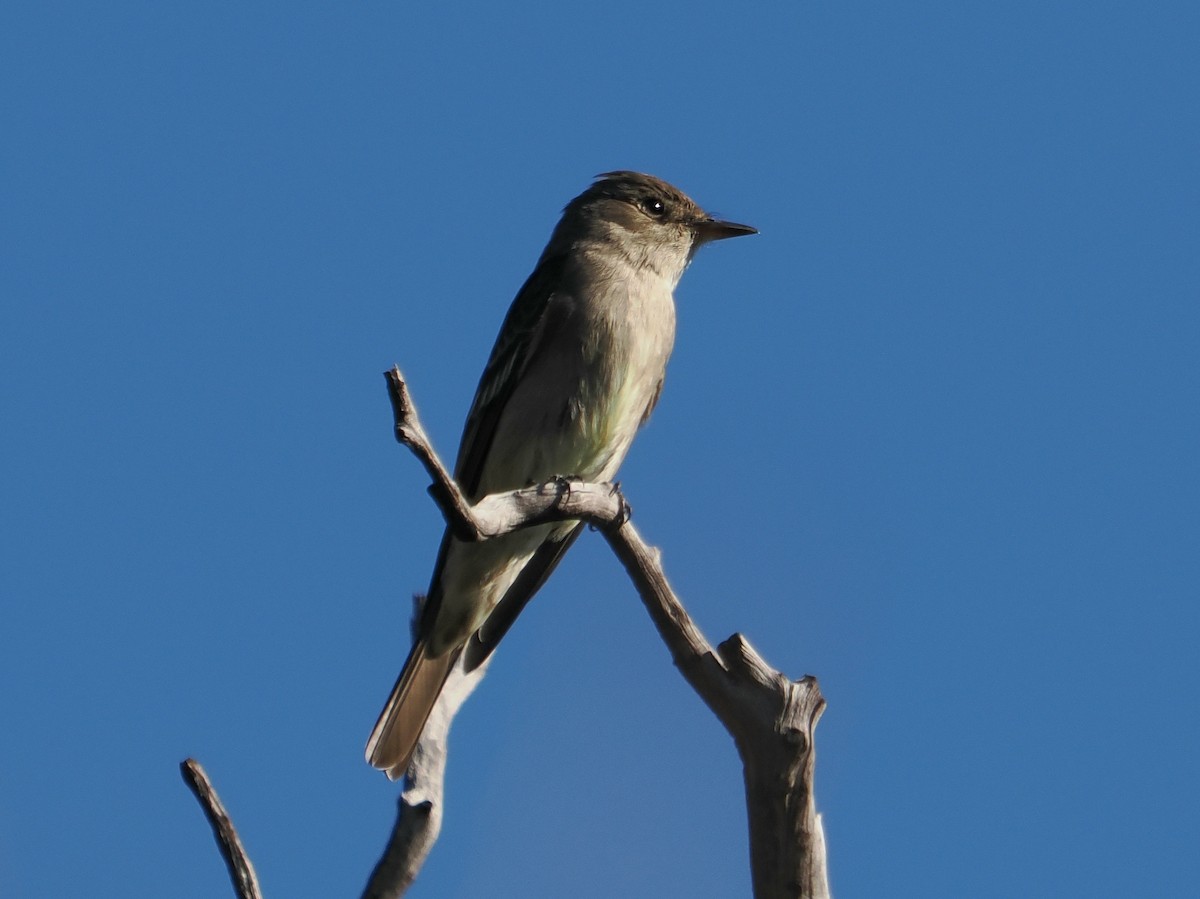 Western Wood-Pewee - ML635347853