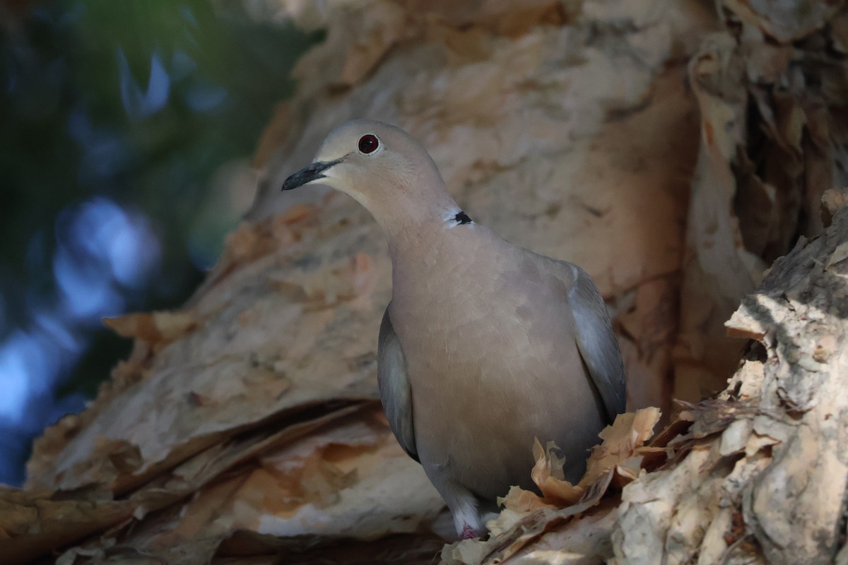 Eurasian Collared-Dove - ML635347888