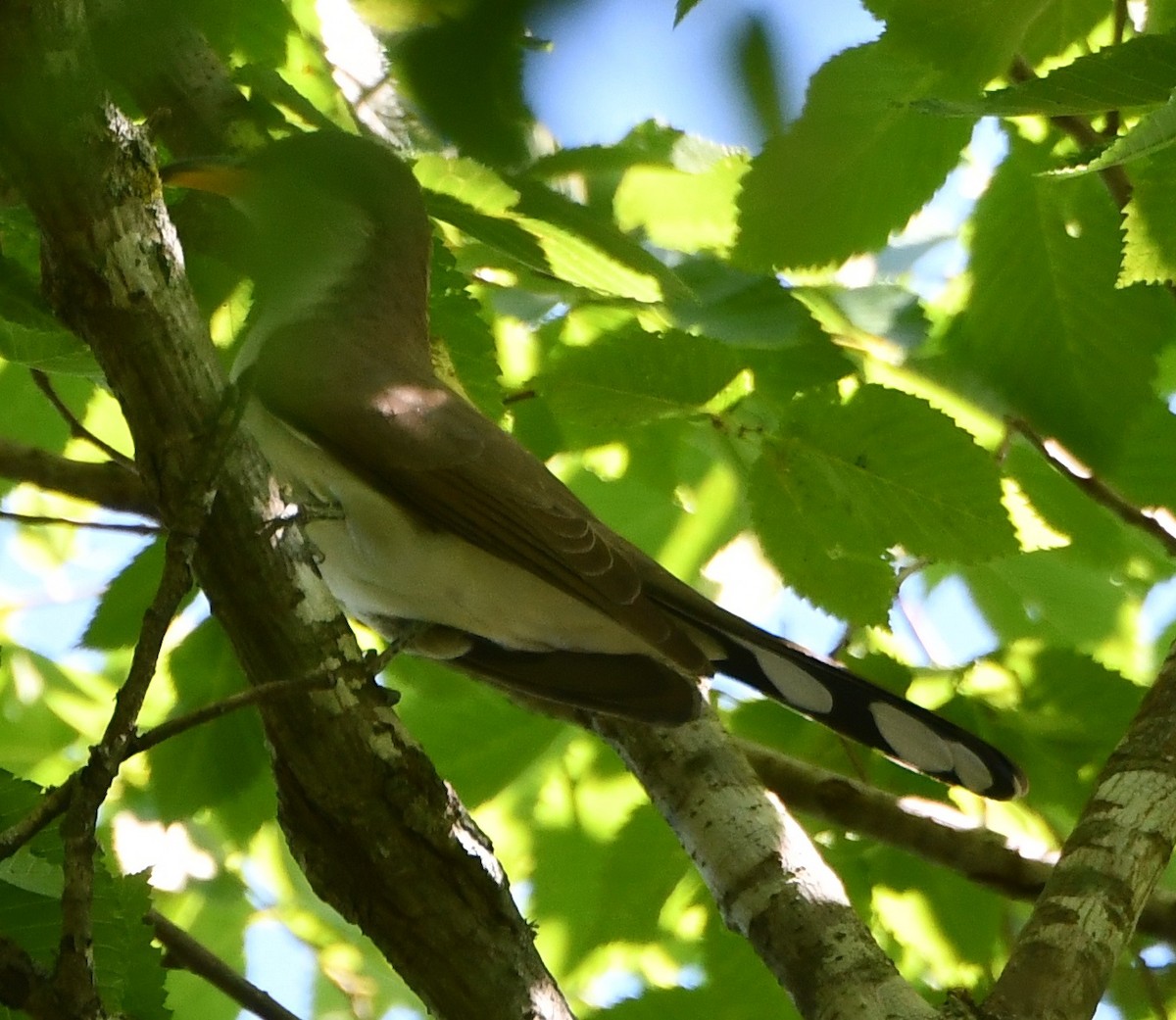 Yellow-billed Cuckoo - ML635347889