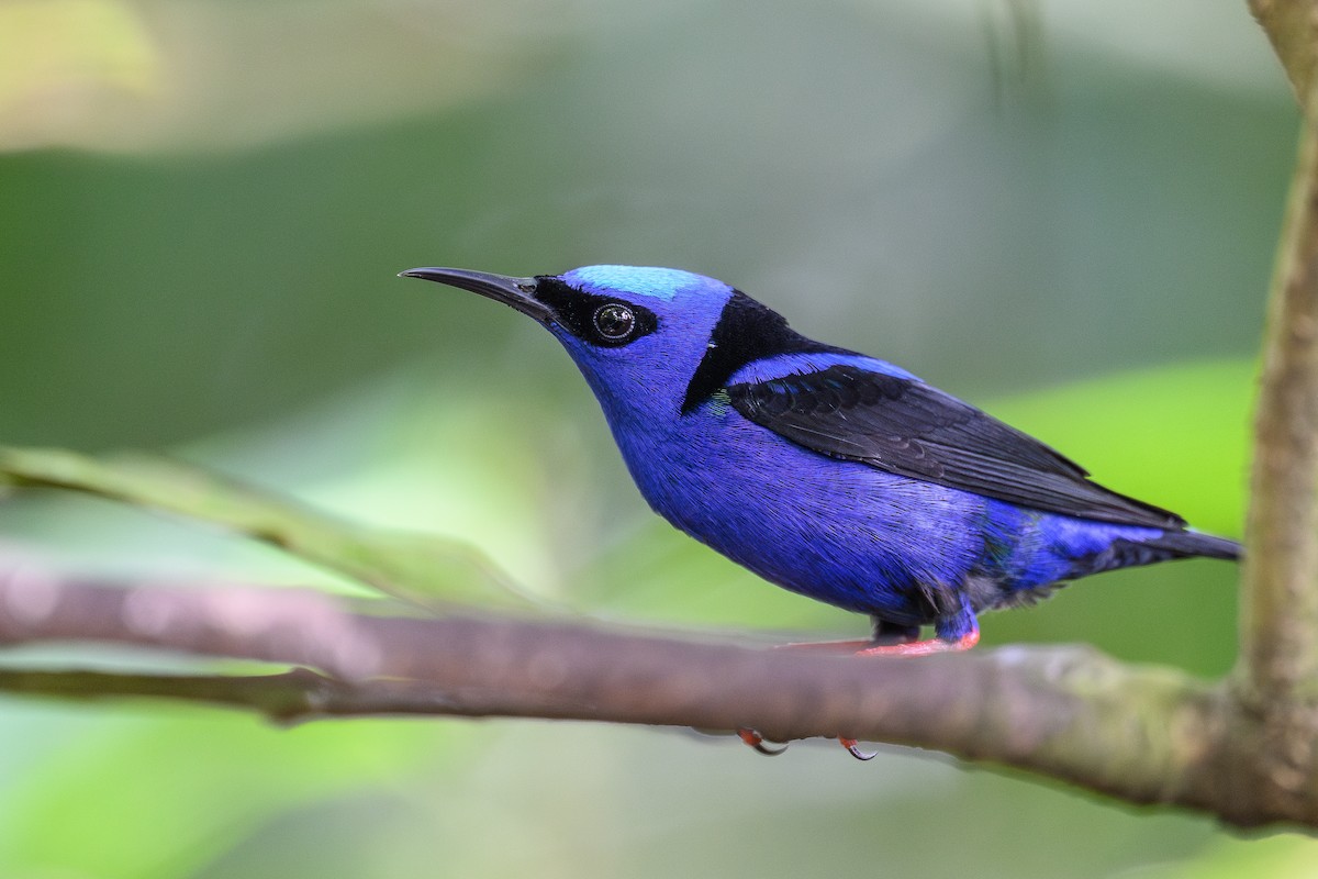 Red-legged Honeycreeper - ML635347895