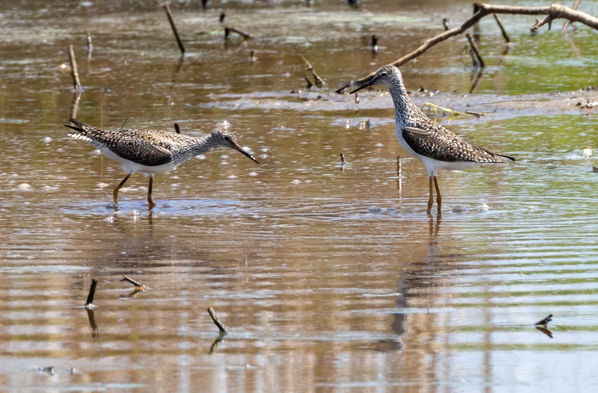 Lesser Yellowlegs - ML635347915