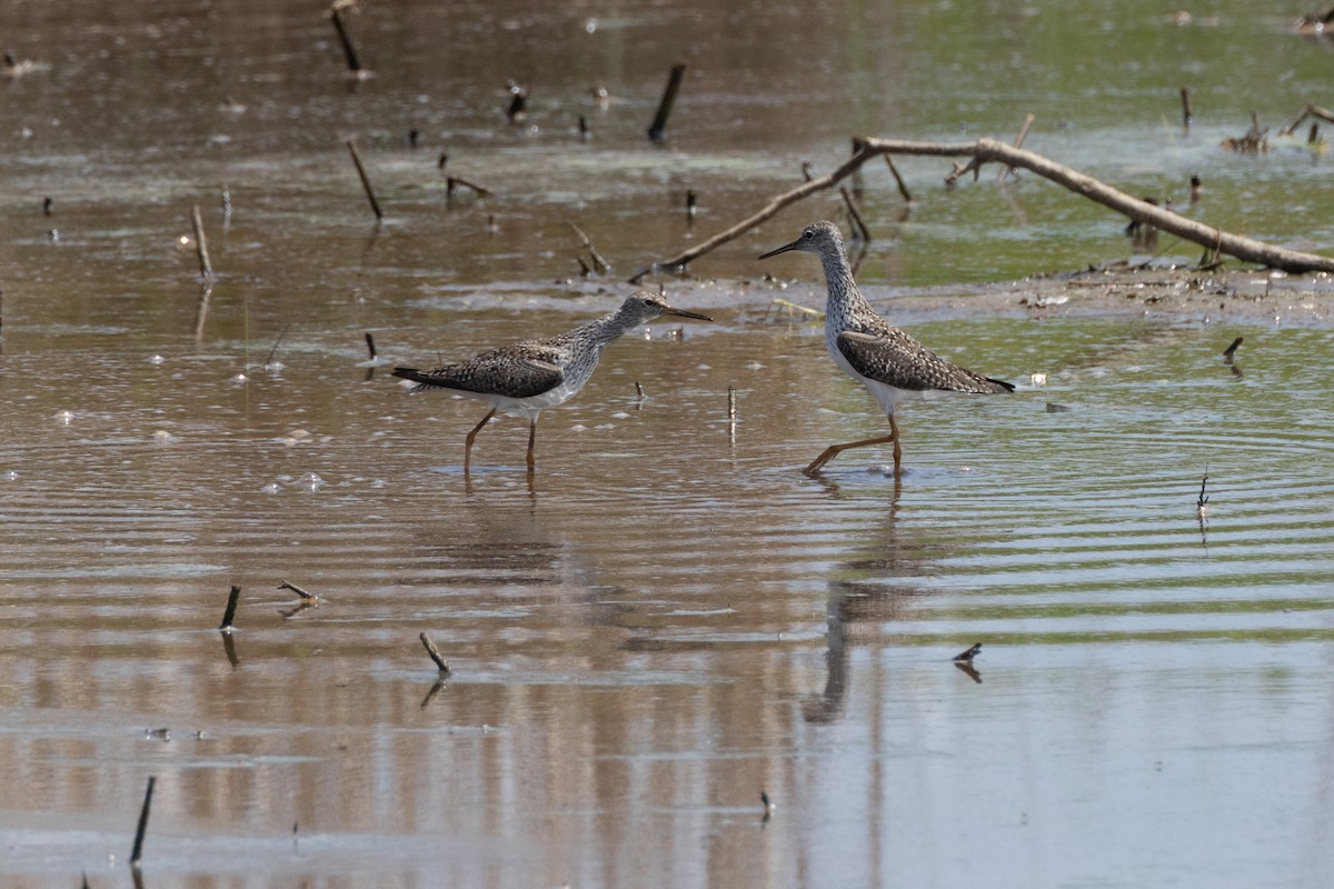 Lesser Yellowlegs - ML635347916