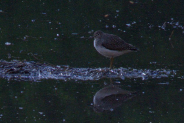 Solitary Sandpiper - ML635347920
