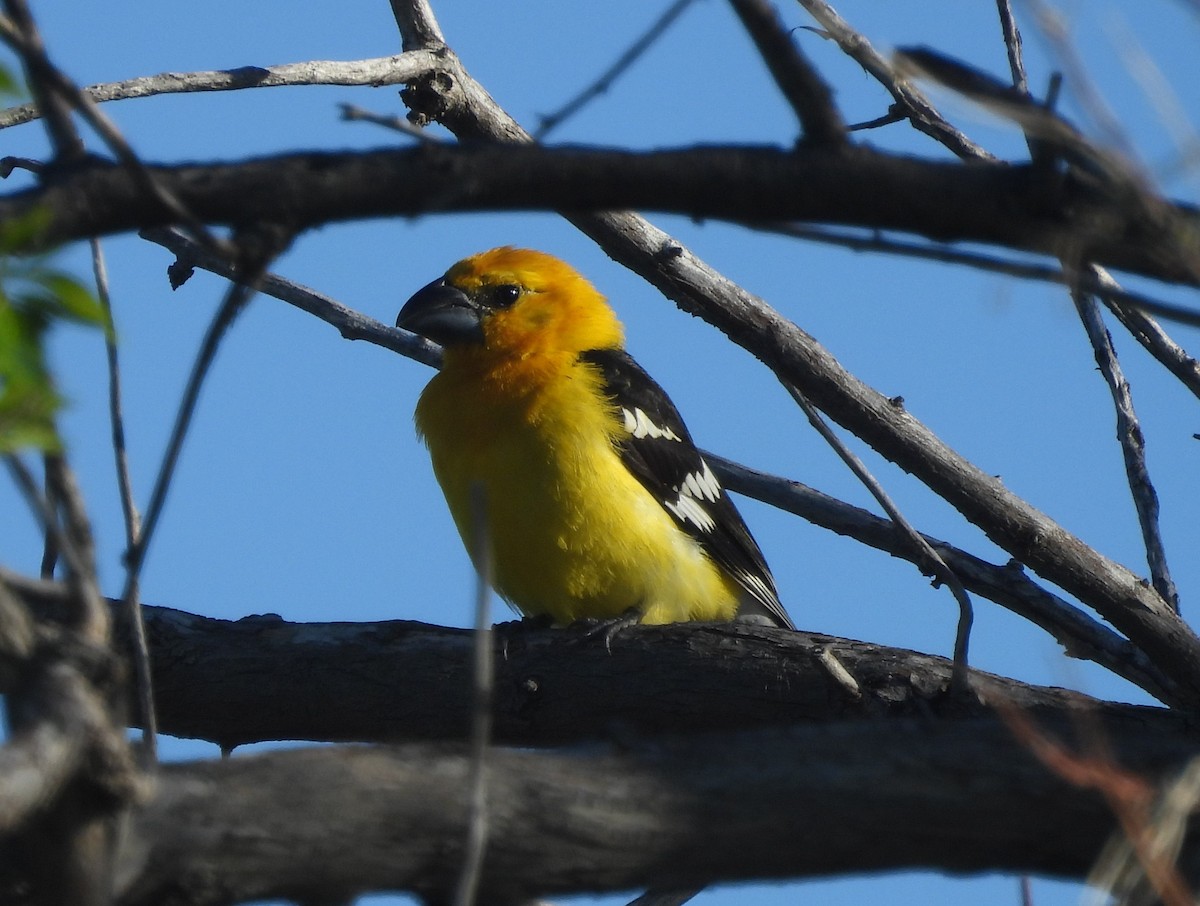 Yellow Grosbeak - ML635347957