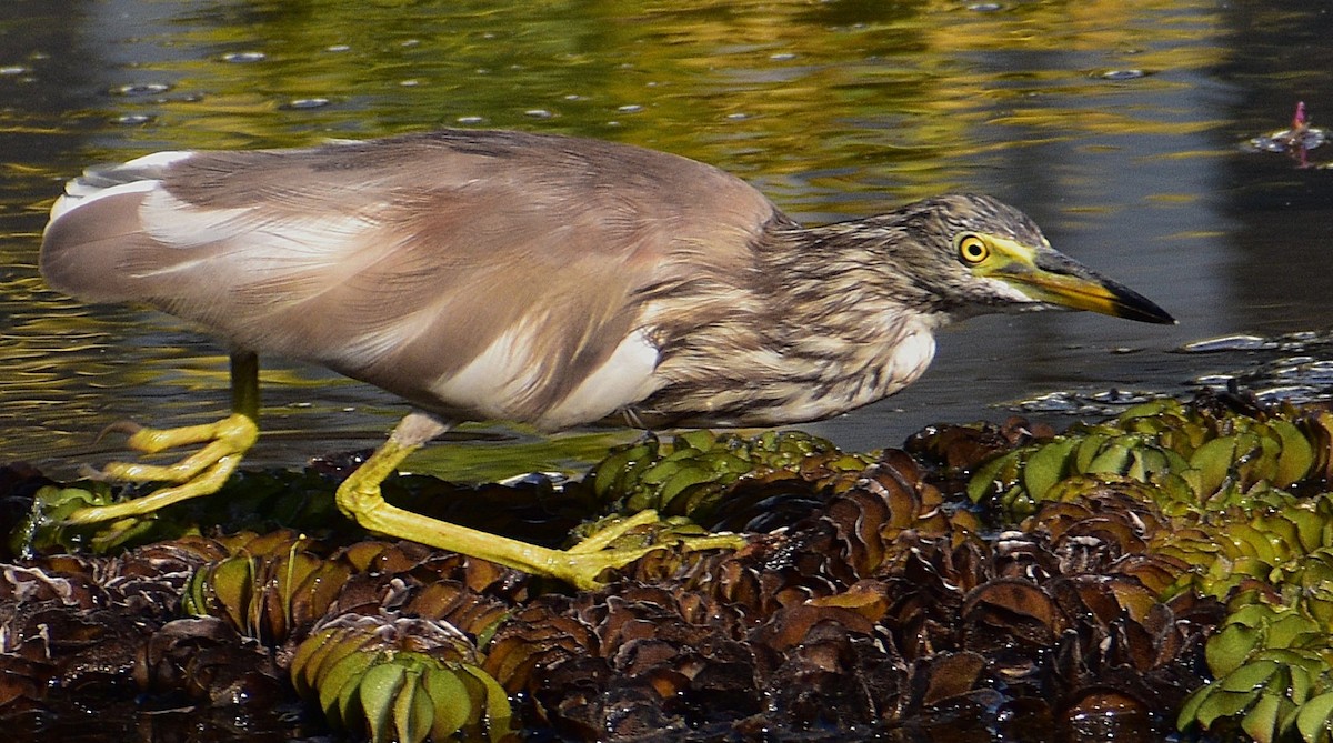 Indian Pond-Heron - ML635347996