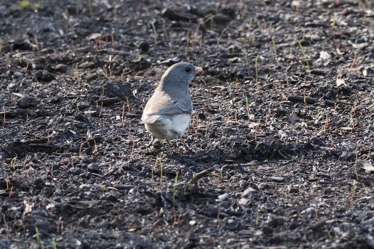Junco ardoisé - ML635348061
