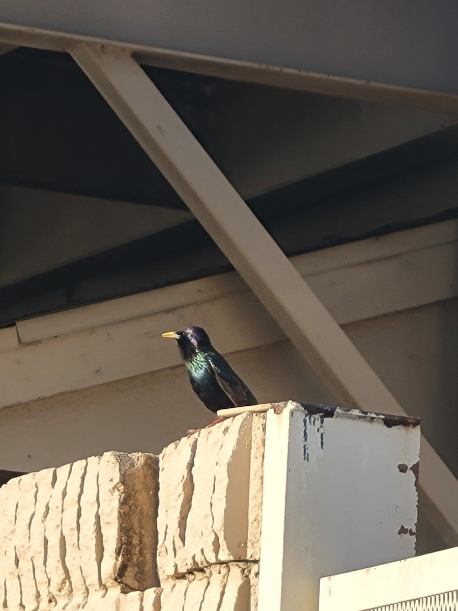 European Starling - ML635348070