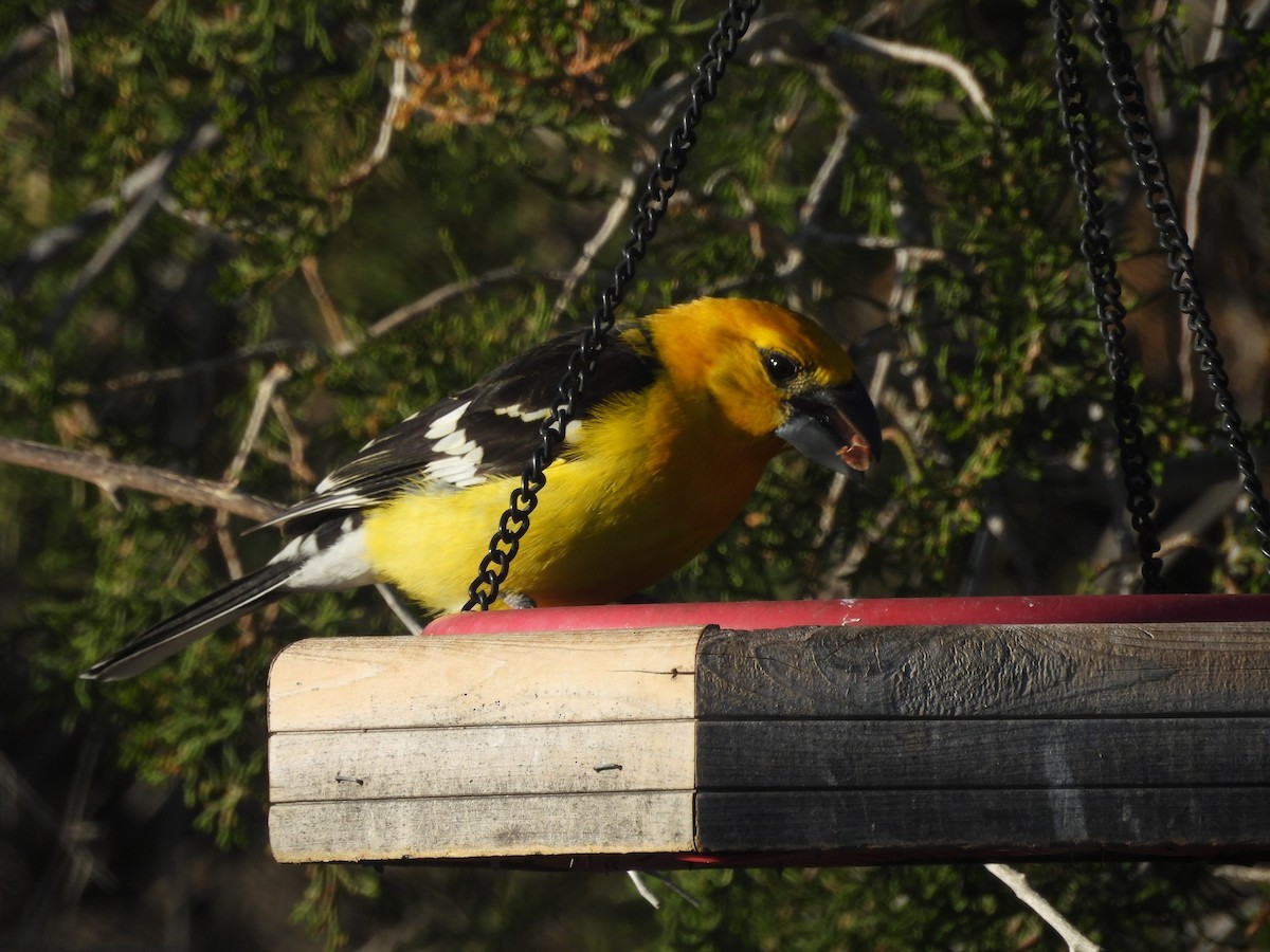 Yellow Grosbeak - ML635348119