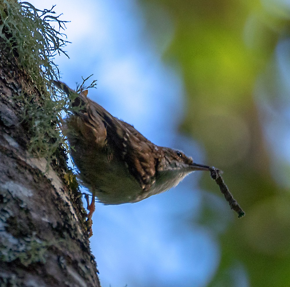 Brown Creeper - ML635348127