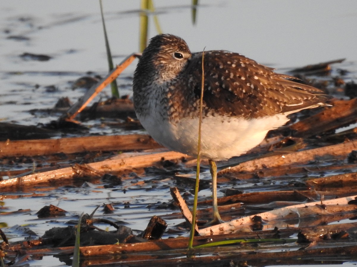 Solitary Sandpiper - ML635348135