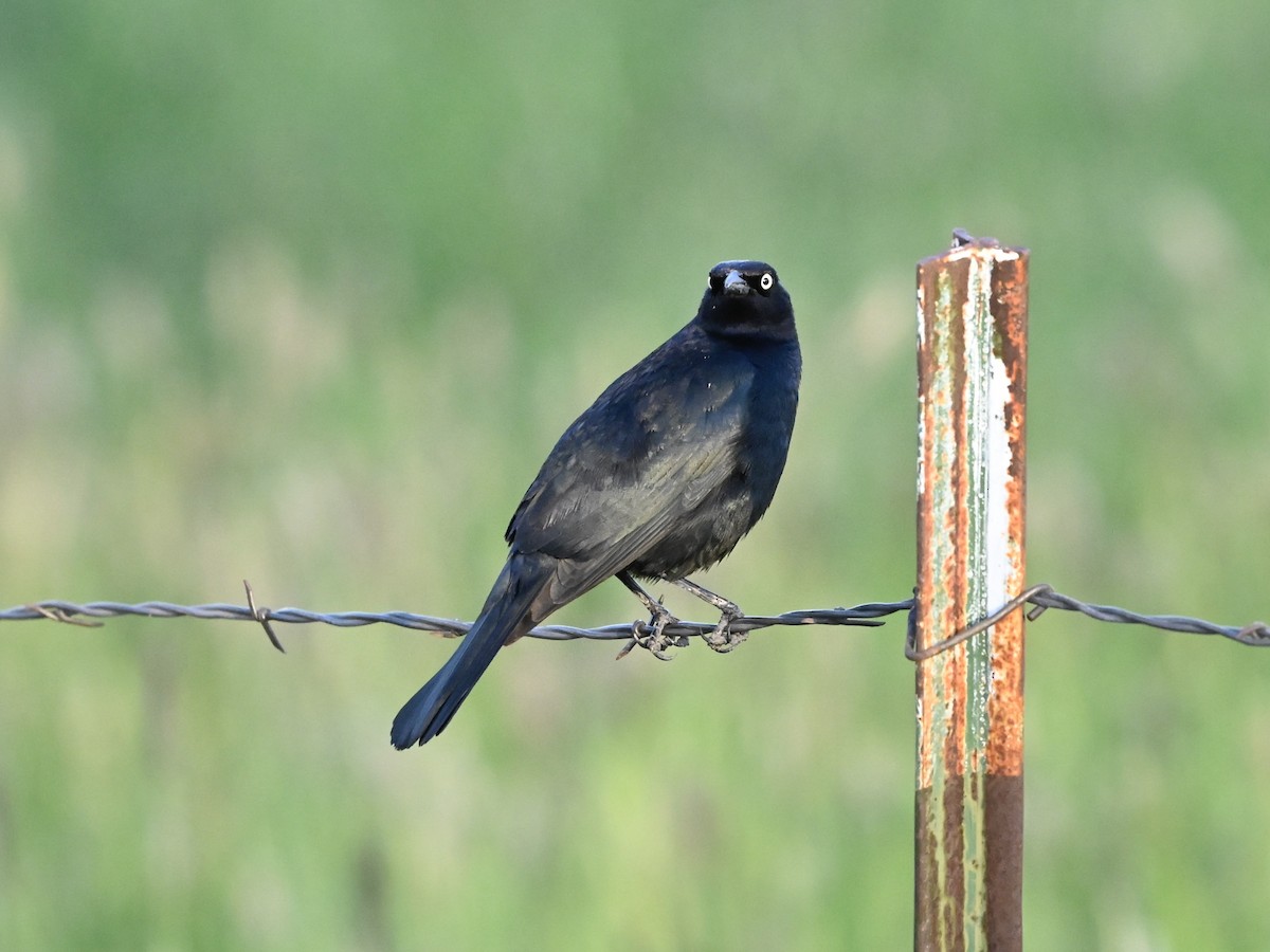 Brewer's Blackbird - ML635348177