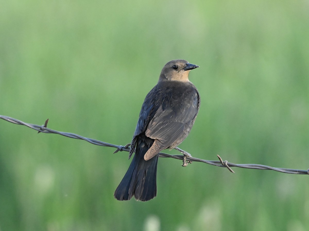 Brewer's Blackbird - ML635348179