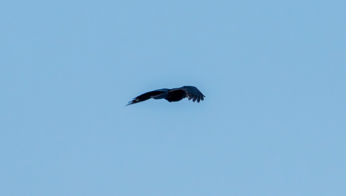 Common Raven - ML635348224