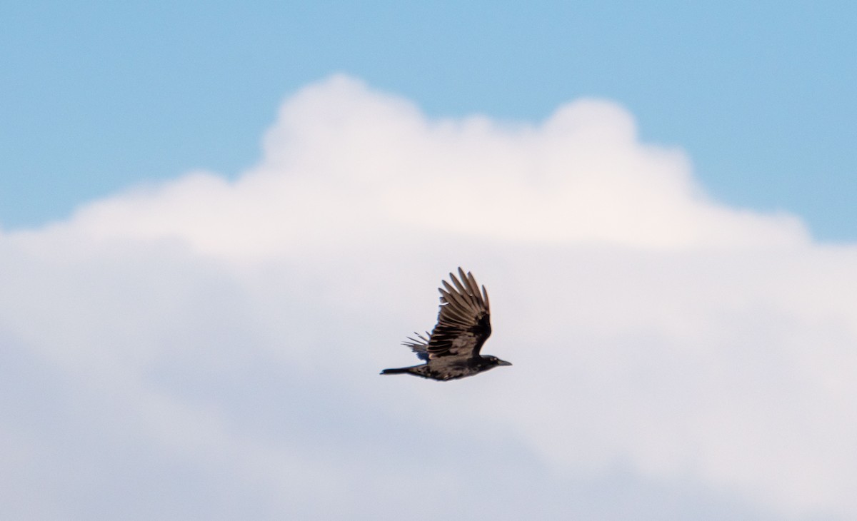 Common Raven - ML635348230
